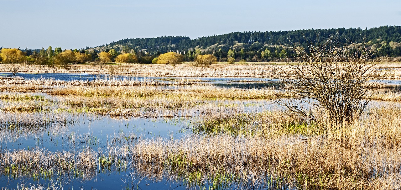 morning in the wetlands, wetlands, swamp