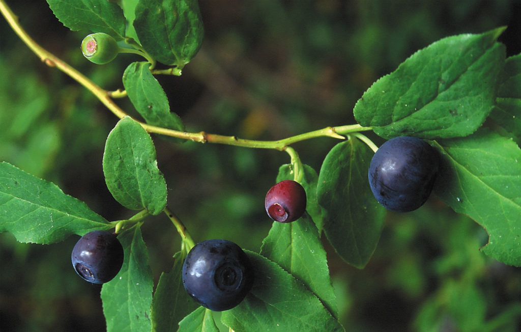 HOUNDING HUCKLEBERRIES